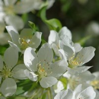 Цветение :: Наталия Григорьева Цветение :: Наталия Григорьева