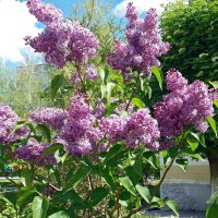 Сиревый салют :: Galina Solovova