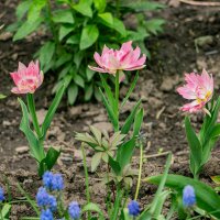 Городские цветы :: Ирина Соловьёва