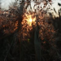 волшебство :: Андрей Петренко