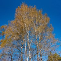 *** :: Дмитрий Лупандин