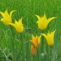 Стрельчатые тюльпаны :: Дмитрий Никитин