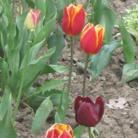 Тюльпаны -вестники весны :: Дмитрий Никитин