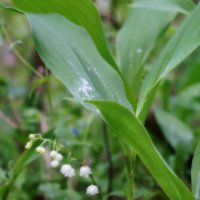 Маленькие колокольчики :: sorovey Sol