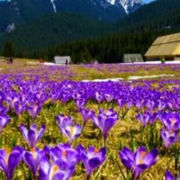 В Карптах :: Степан Карачко