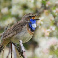 Весенняя песня варакушки :: Ната Волга Весенняя песня варакушки :: Ната Волга
