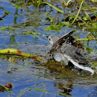 из сегодняшней съемки 2 :: Александр Прокудин из сегодняшней съемки 2 :: Александр Прокудин
