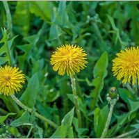 Май... :: Aquarius - Сергей