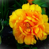 Склонился под своей тяжестью тюльпан Оранж Принцесс :: Aida10 