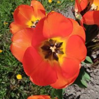 Тюльпан :: Сапсан 