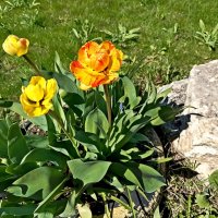 Пестрые тюльпаны :: Veera V Пестрые тюльпаны :: Veera V