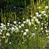 Июнь...Пушица у болотца. :: Владимир 