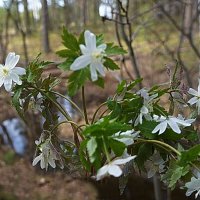 Ветреницы :: Галина Кан Ветреницы :: Галина Кан