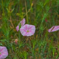 Вьюнквые :: Giant Tao /