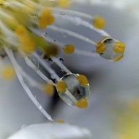 Слеза :: Андрей Щетинин