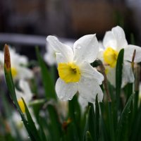 Весна :: Петр 