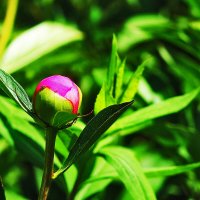 С  днём рождения, жена! :: Юрий Гайворонскiий