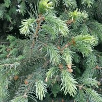 Ель,цветение. :: Андрей Хлопонин Ель,цветение. :: Андрей Хлопонин