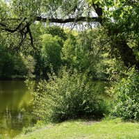 Майская зарисовка :: Рита Симонова