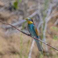 золотистые щурки :: юрий макаров