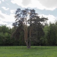 80_ЛЕТ_ПОБЕДЫ_ЦАРИЦЫНО :: Сергей Янович Микк