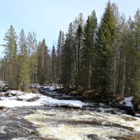 Весенняя Кловица :: Ольга 