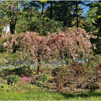 Молоденькая сакура. :: Валерия Комова Молоденькая сакура. :: Валерия Комова