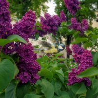 В зарослях душистой сирени. :: Татьяна Помогалова