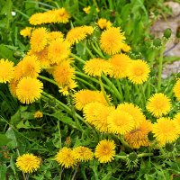 Одуванчиковый май :: Светлана 