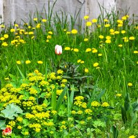 Красота у дома :: Светлана 