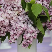 Когда цветет сирень :: ZNatasha -