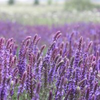 Люблю цветение шалфея :: ZNatasha -