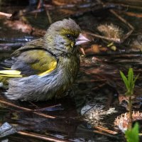 Зеленушка купается в луже. :: Владимир Безбородов Зеленушка купается в луже. :: Владимир Безбородов