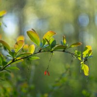 ___ :: Yuriy V ___ :: Yuriy V