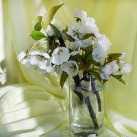 *** :: Надежда Куркина 