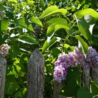 ... :: Галина ... :: Галина