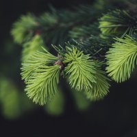 Лапы ели, лапки, лапушки... :: Вадим Басов
