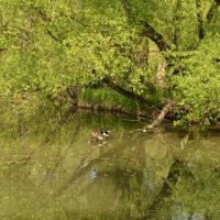 Природа в городе :: Oleg4618 Шутченко