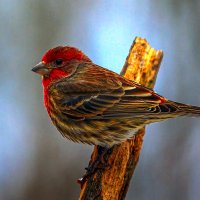 Американский зяблик :: Aleksey Afonin