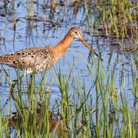Большой веретенник :: Георгий Кулаковский