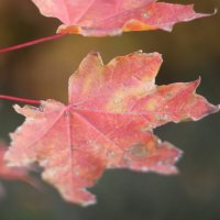 Кленовый лист :: Дмитрий Петров