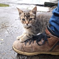 Котейка :: Николай (dr.Zlo) Кузнецов