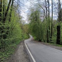 Петляет дорога в лесу... :: Мария Васильева