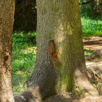 В весеннем парке :: Ирина Соловьёва