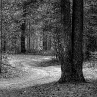 лес :: александр 