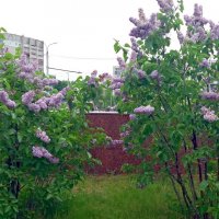 Сирени :: Galina Solovova Сирени :: Galina Solovova