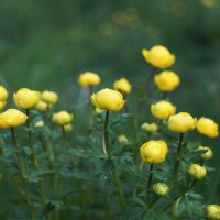 Купальницы :: Сергей Ц