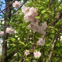 Цветы Луизеании.. :: Наталия Павлова