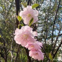 Цветы Луизеании.. :: Наталия Павлова Цветы Луизеании.. :: Наталия Павлова