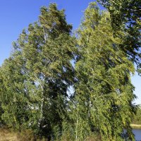 Ветреная погода :: Сергей Швечков